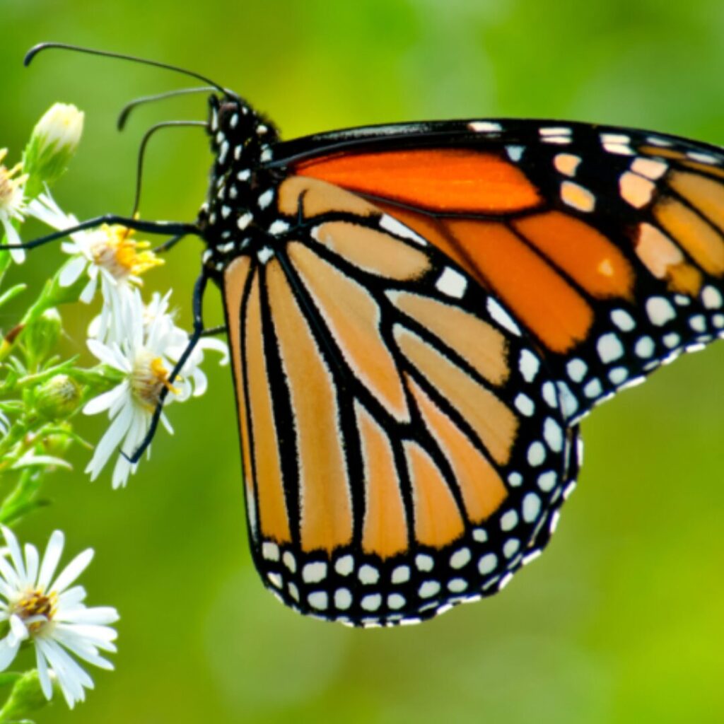 Borboleta monarca